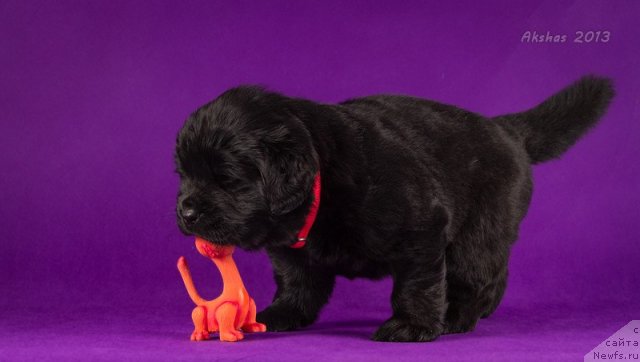 Фото: ньюфаундленд Соул оф Роуз Арлин