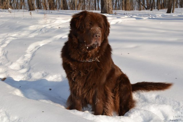 Фото: ньюфаундленд Аркадия Виват Арбона