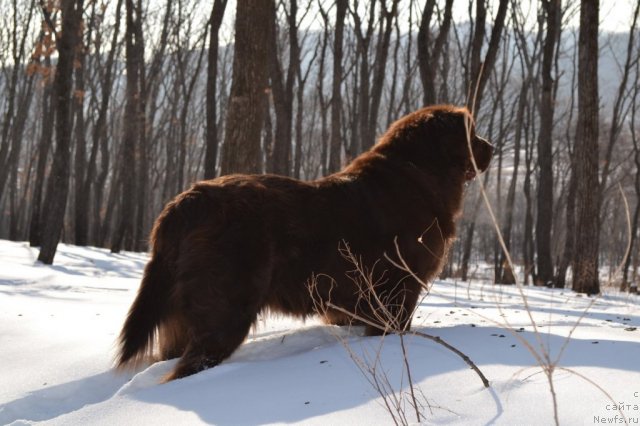 Фото: ньюфаундленд Аркадия Виват Арбона