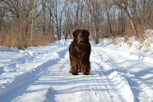 Фото: ньюфаундленд Аркадия Виват Арбона