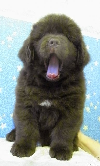 Фото: ньюфаундленд Чарли Де Бест Хелфи Пэл (Charli The Best Helfi Pel)