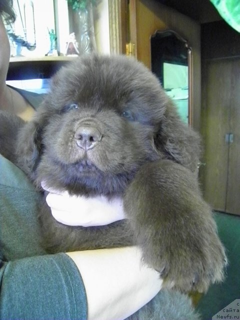 Фото: ньюфаундленд Чарли Де Бест Хелфи Пэл (Charli The Best Helfi Pel)