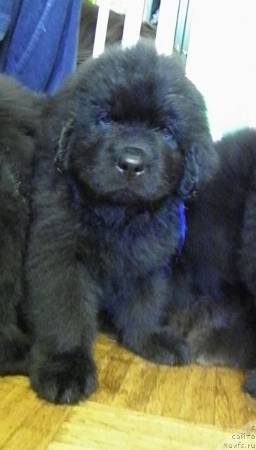 Фото: ньюфаундленд Чейзер Чейн Найт