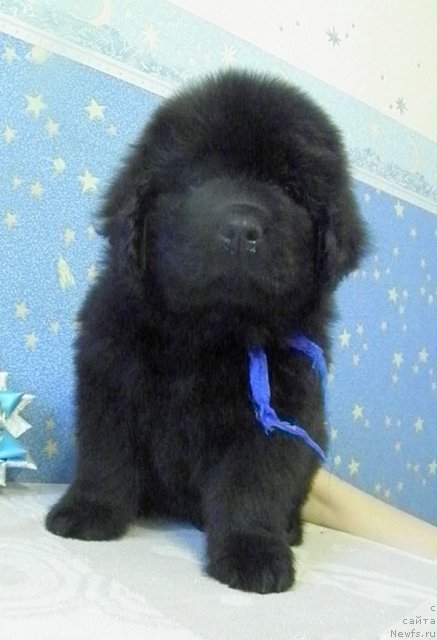 Фото: ньюфаундленд Чейзер Чейн Найт