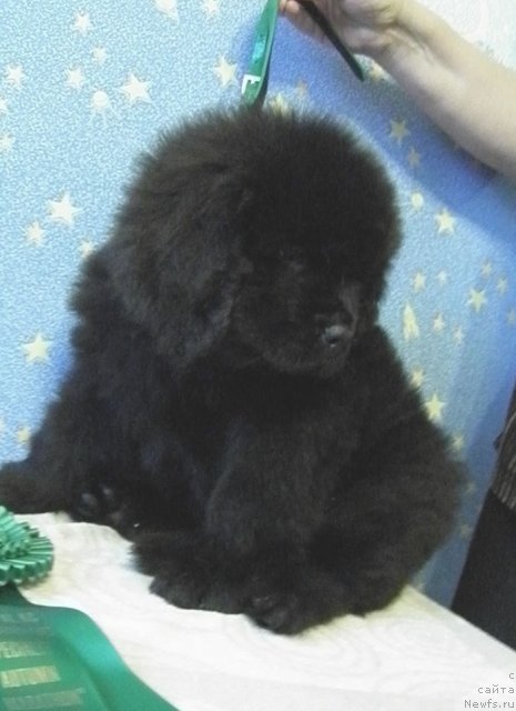 Фото: ньюфаундленд Чейз Каден Клеве Лед