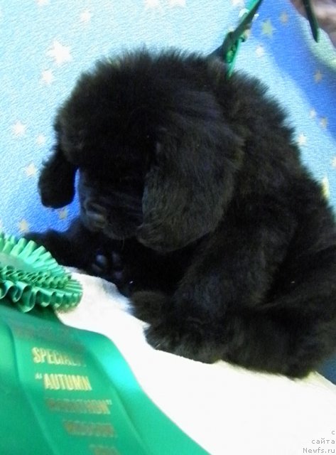 Фото: ньюфаундленд Чейз Каден Клеве Лед