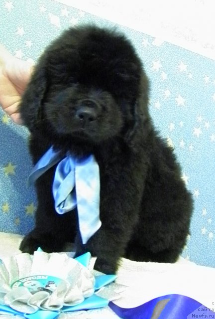 Фото: ньюфаундленд Чинуа Декам Лаки Дэвил