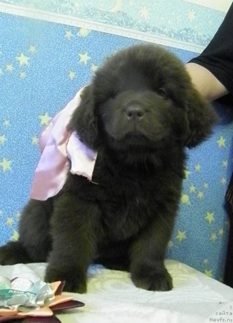 Фото: ньюфаундленд Чара Хани Лес (Chara Hani Les)