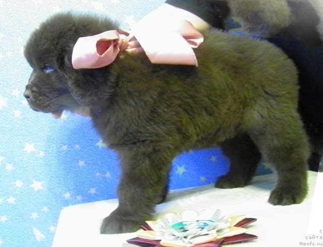 Фото: ньюфаундленд Чара Хани Лес (Chara Hani Les)