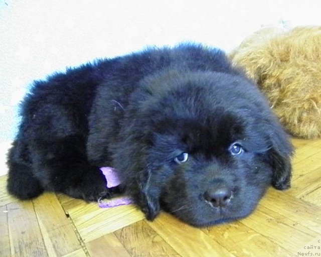 Фото: ньюфаундленд Челеста Ремаркабл Венч