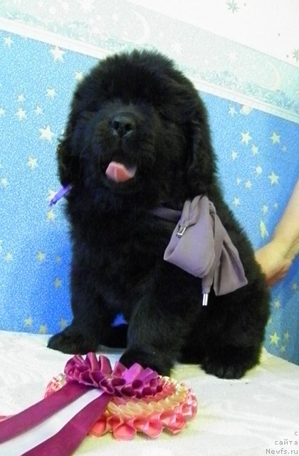 Фото: ньюфаундленд Челеста Ремаркабл Венч