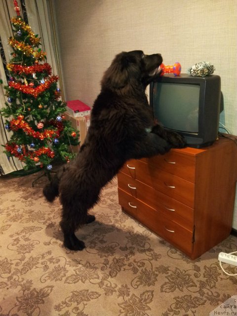 Фото: ньюфаундленд Плюшевая Панда Центре Стаге (Plushevaya Panda Centre Stage)