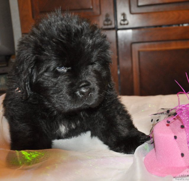 Фото: Кара Аюлар Winter Caramel