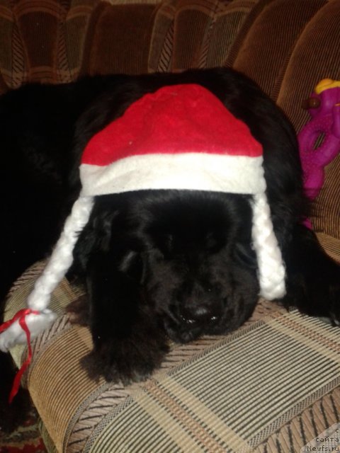 Фото: ньюфаундленд Акватория Келвин Королева Марго