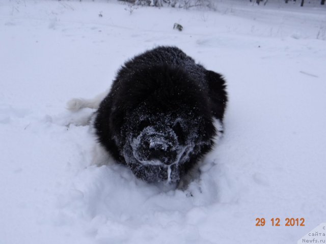 Фото: ньюфаундленд Фиаметтахауз Претти Дрим