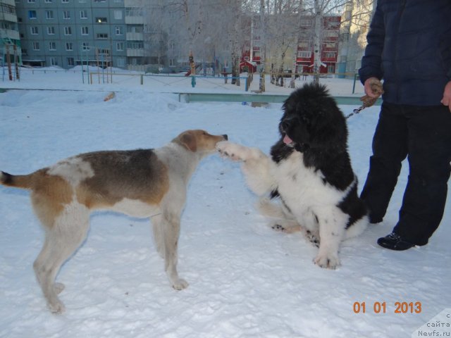 Фото: ньюфаундленд Фиаметтахауз Претти Дрим