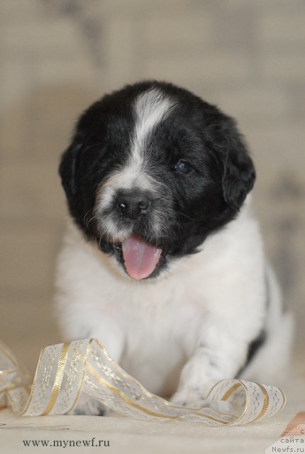 Фотография № 114387