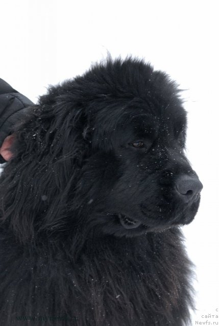 Фото: ньюфаундленд Сент Джонс Эдем ин май Хеарт