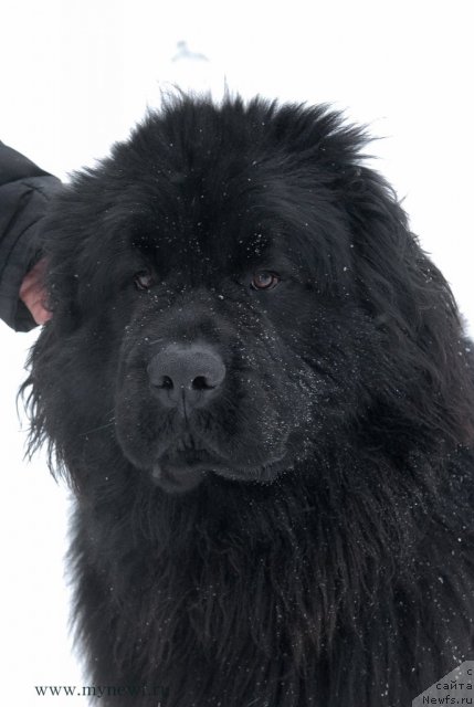 Фото: ньюфаундленд Сент Джонс Эдем ин май Хеарт