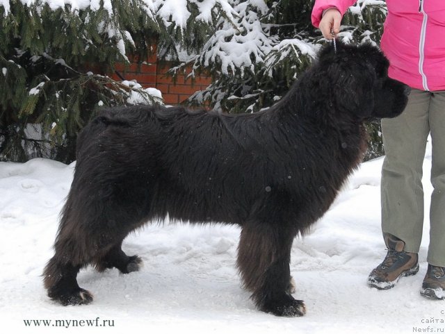 Фотография № 114419