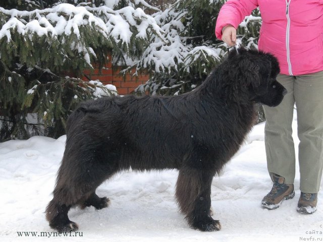 Фото: ньюфаундленд King of Helluland Over Ruled