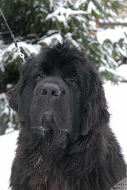 Фото: ньюфаундленд King of Helluland Over Ruled