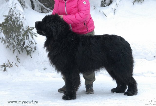 Фото: ньюфаундленд Сент Джонс Эдем ин май Хеарт