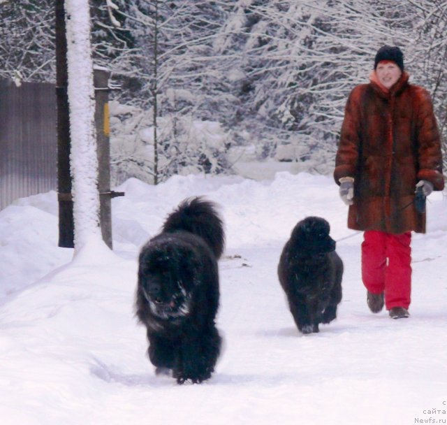 Фото: ньюфаундленд Very Fairweathers X'Got The Rhythm, ньюфаундленд Very Fairweathers Zhade, Ирина Козловская