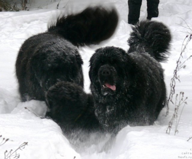 Фото: ньюфаундленд Very Fairweathers X'Got The Rhythm, ньюфаундленд Very Fairweathers Zhade, ньюфаундленд Cristalmar Cadeaux de Noel