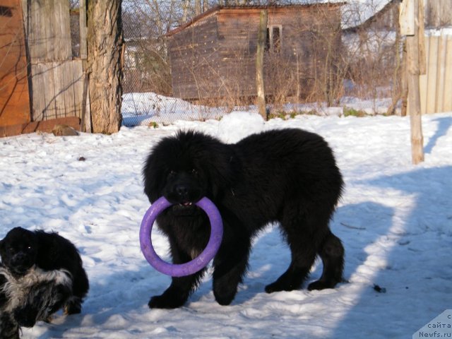 Фото: ньюфаундленд Альфа Таури Династия Совершенства (Аlpha Tauri Dinastiya Soverchenstva), ньюфаундленд Альфа Таури Династия Совершенства (Аlpha Tauri Dinastiya Soverchenstva)