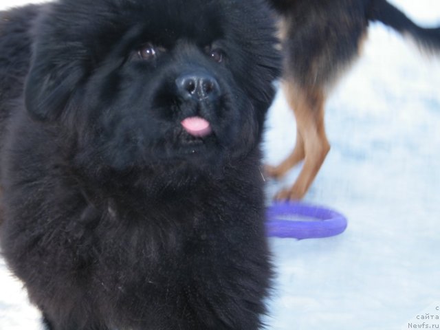 Фотография № 114437