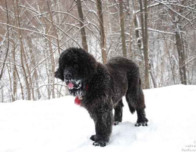 Фотография № 114440