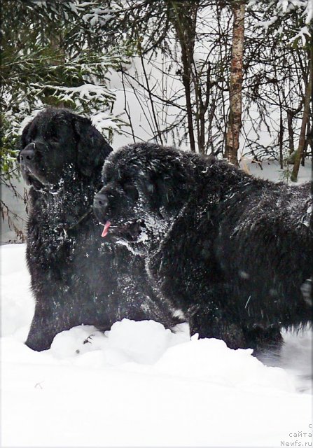 Фото: ньюфаундленд Акватория Келвин Голден Спирит (Aquatoriya Kelvin Golden Spirit), ньюфаундленд Cristalmar Cadeaux de Noel
