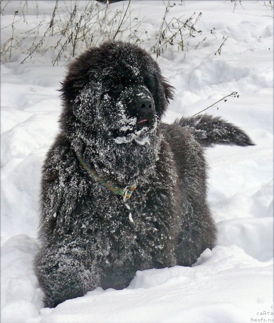 Фото: ньюфаундленд Very Fairweathers Zhade