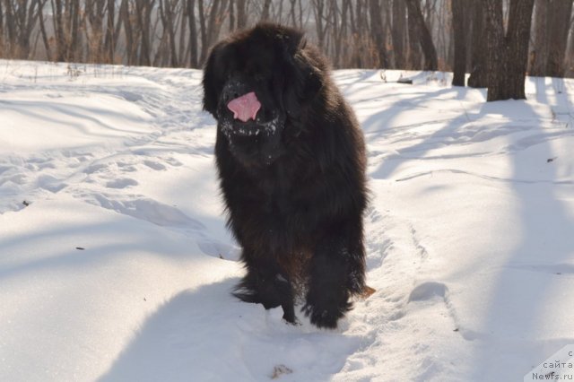 Фото: ньюфаундленд Супер Премиум Амелия Экшен