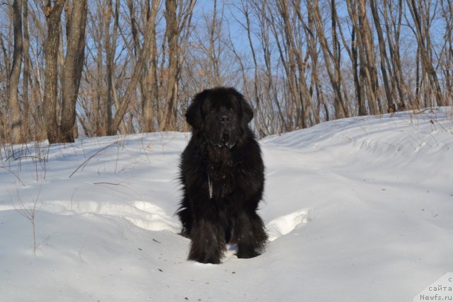 Фото: ньюфаундленд Веридан Звездный Путь