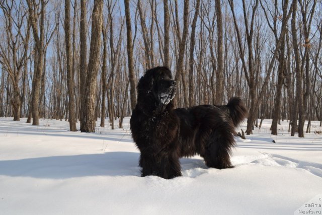 Фото: ньюфаундленд I'm Little Princess Midnight Bear