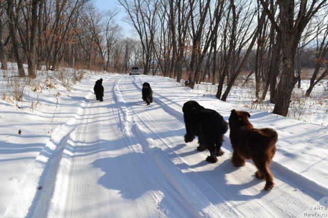 Фото: ньюфаундленд I'm Little Princess Midnight Bear, ньюфаундленд Супер Премиум Амелия Экшен, ньюфаундленд Веридан Звездный Путь, ньюфаундленд Аркадия Виват Арбона