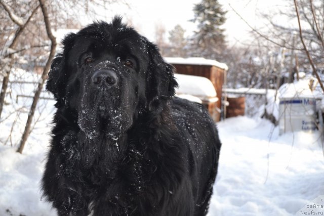 Фотография № 114455