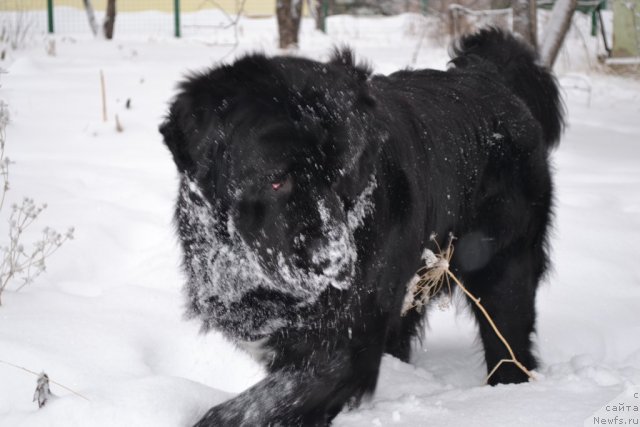 Фотография № 114458