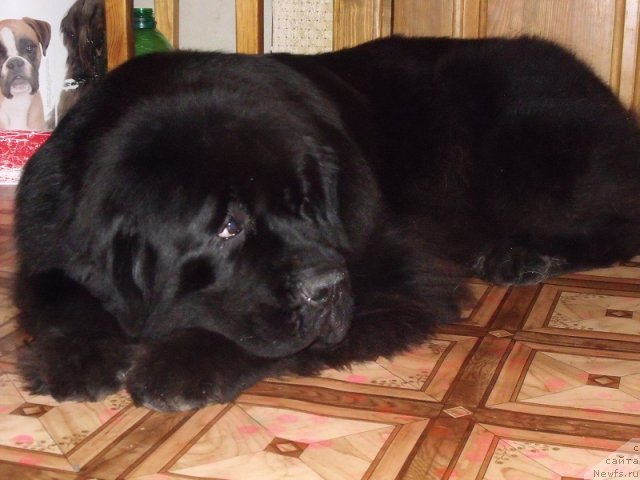 Фото: ньюфаундленд Гранд Бэби Ариадна