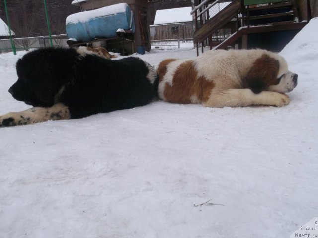 Фото: ньюфаундленд Изящная Галатея (Izyaschnaya Galateya)