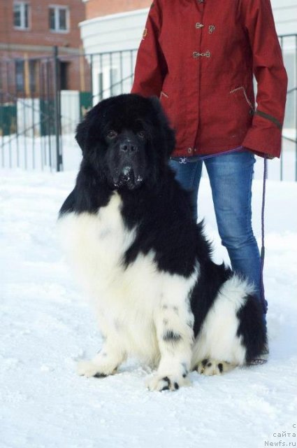 Фото: ньюфаундленд Eros Faundland