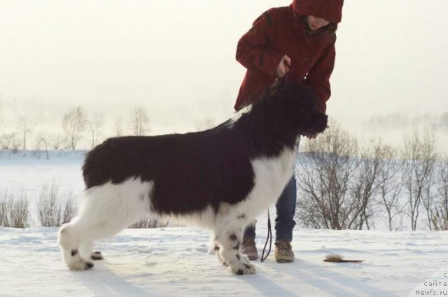 Фотография № 114483