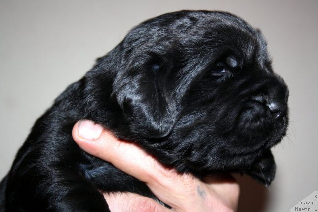 Фото: сын, ньюфаундленд Супер Премиум Жани Моник, ньюфаундленд Very Fairweathers X'Got The Rhythm