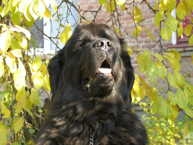 Фото: ньюфаундленд Айвенго Вива Дженис (Ayvengo Viva Jeniz)