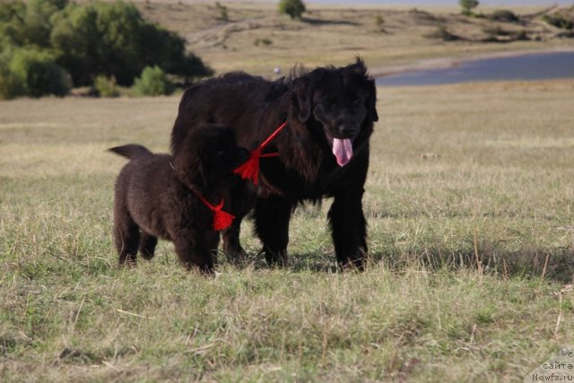 Фото: ньюфаундленд Секрет Успеха Кара Дениз (Sekret Uspeha Kara Deniz), ньюфаундленд Звезда Пленительного Счастья