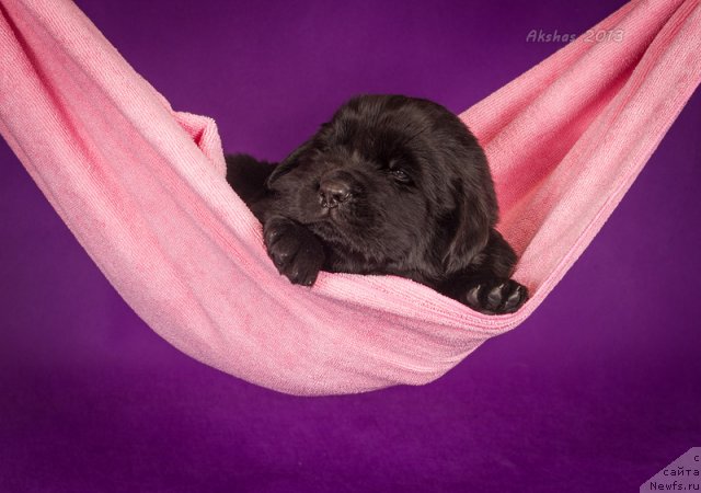 Фото: ньюфаундленд Соул оф Роуз Алистер