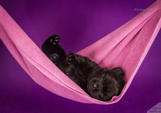 Фото: ньюфаундленд Соул оф Роуз Азура