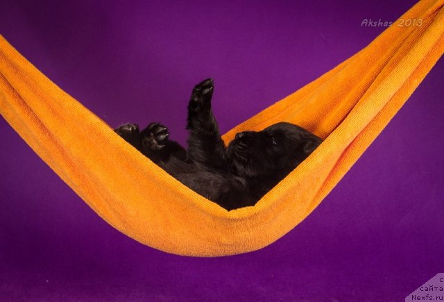 Фото: ньюфаундленд Соул оф Роуз Ассиа